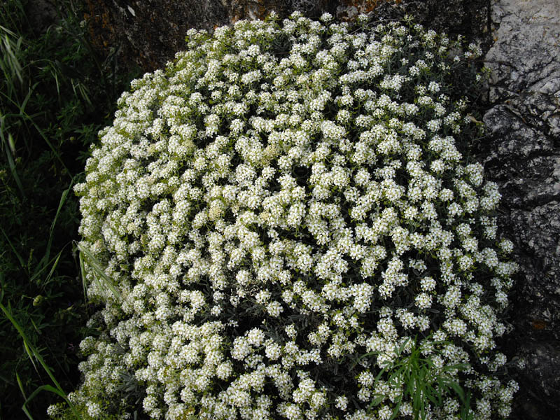 Ptilotrichum spinosum photo